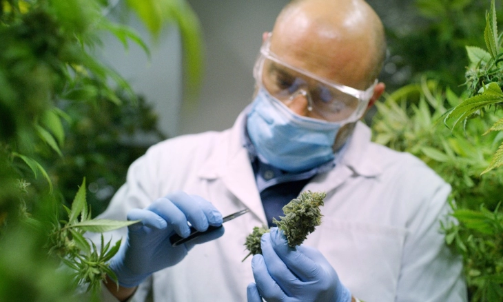 Tangkap Wanita yang Tanam Ganja, 4 Polisi Dinonaktifkan dari Pekerjaannya