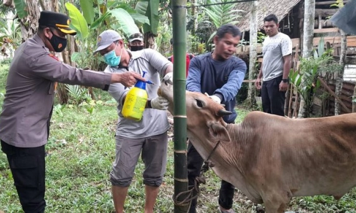 Cegah Penyebaran PMK, Polres Aceh Barat Semprotkan Disinfektan Kandang Ternak
