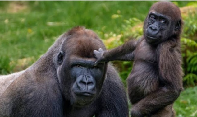 Belasan Gorila Positif Covid 19