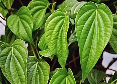Daun Sirih Bisa Atasi Penyakit loh