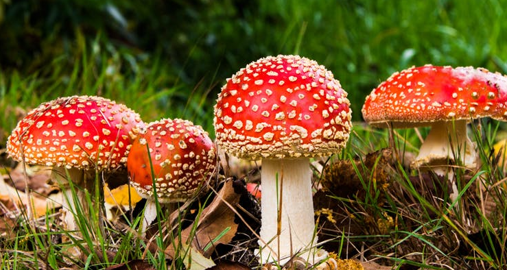 Jenis Jamur Beracun yang Perlu Dihindari