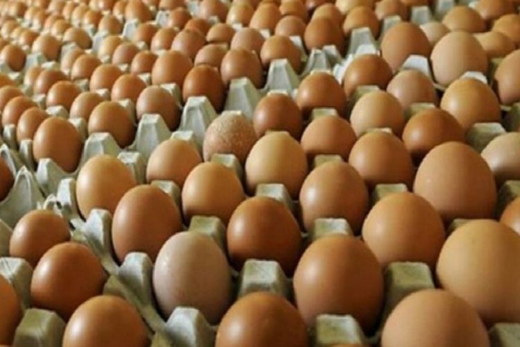 Stabilasasi Harga Telur Ayam Ras Ditingkat Peternak