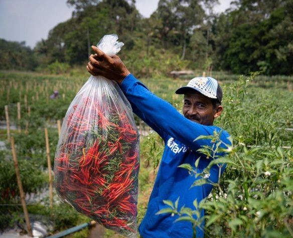 Indonesia Berpotensi Menjadi Pemimpin Agriculture di Dunia
