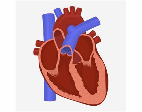 Ulang Tahun Hari Jantung se-Dunia