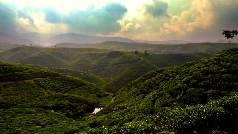 Keindahan Kebun Teh Nirmala Jadi Incaran Wisatawan