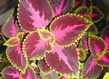 Inilah beberapa manfaat Daun Miana