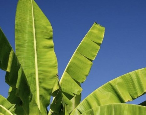 Manfaat Daun Pisang Untuk Kesehatan