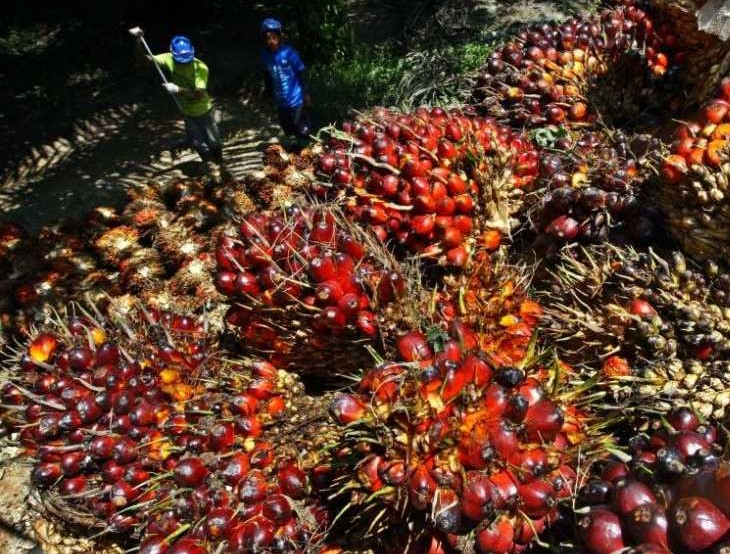 Airlangga: Ekspor Kelapa Sawit Topang Ekonomi Nasional