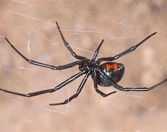 Akibat Digigit Laba-Laba, Wanita Ini Alami Halusinasi dan Bibir Bengkak