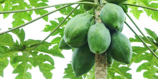 Mulai Sekarang Jangan Anggap Remeh Pepaya Muda
