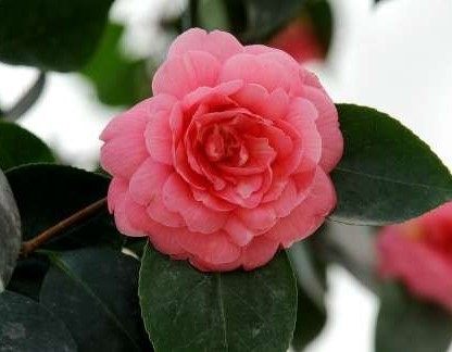 Langka, Bunga Kamelia Hanya Hidup di Dua Tempat 