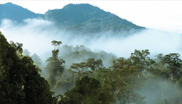 4 Hutan Angker di Indonesia yang Diduga Meminta Tumbal Jiwa