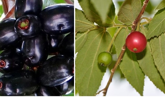 3 Buah yang Berkhasiat Menyembuhkan Penyakit Diabetes