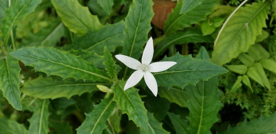 Daun Kitolod Obat untuk Mata, Mitos Apa Fakta?