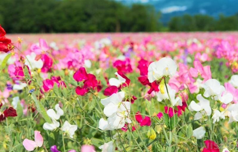 Aroma Terapi Bunga untuk  Kesehatan