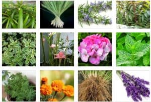 Wajib Ada Dirumah, Ini Dia 10 Tanaman Hias Pengusir Nyamuk