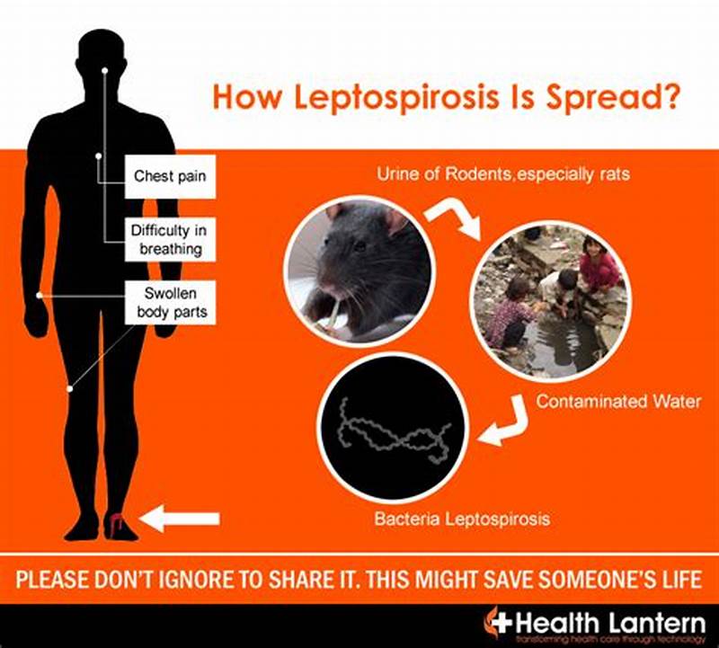 Musim Hujan Datang, Awas Bahaya Penyakit Leptospirosis