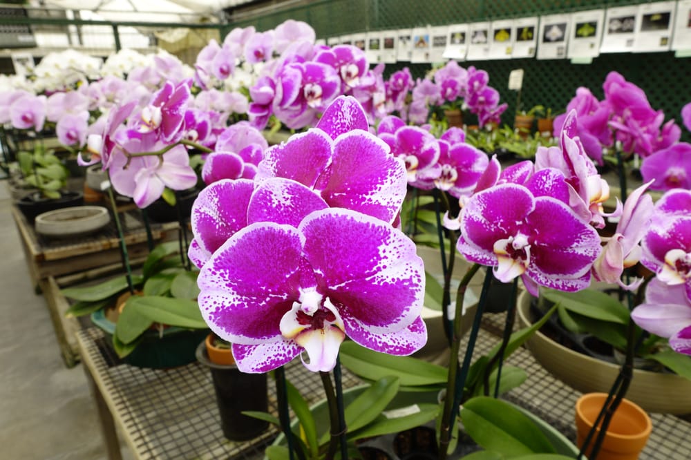 Cara Merawat Anggrek Dengan Mudah Agar Rajin Berbunga