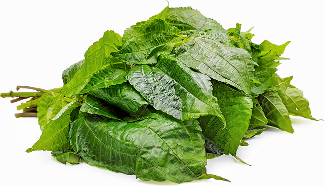 Selain Enak Dilalap, Pohpohan Banyak Manfaatnya untuk Kesehatan