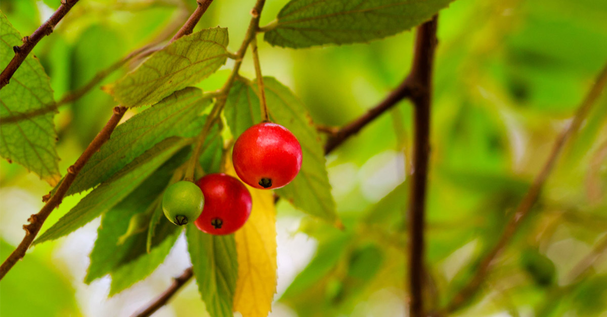 Khasiat Rebusan Daun Seri Ampuh Lawan Virus Hingga Diabetes