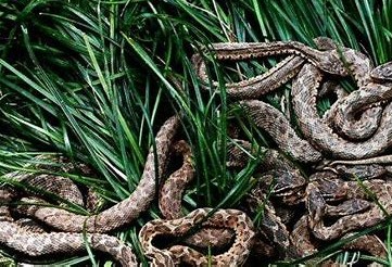 4 Pulau Ular di Seluruh Dunia yang Perlu Diketahui