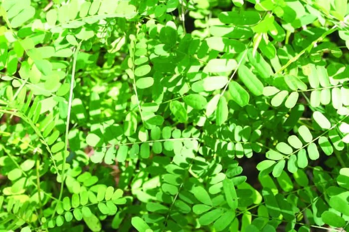 Khasiat Daun Saga untuk Anak-anak Hinga Orang Dewasa