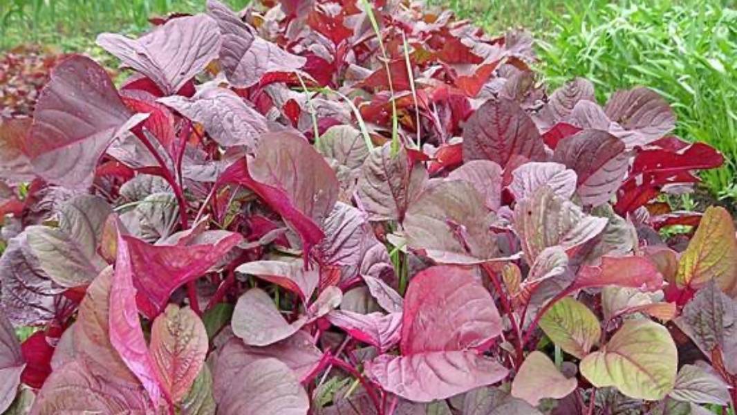 Ternyata Bayam Merah Bisa Menunda Penuaan