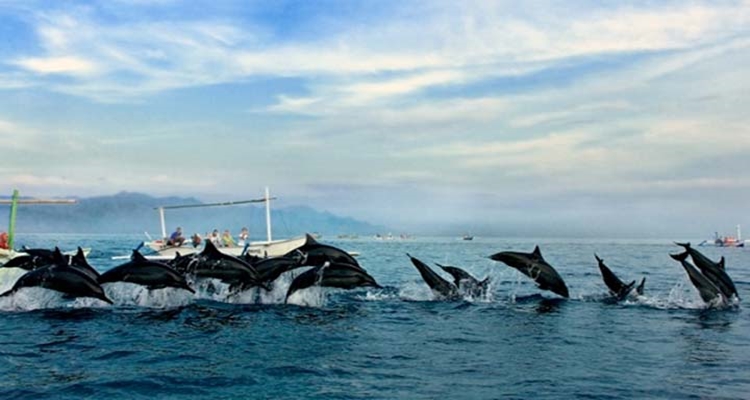 Berliburlah Dibulan Ini untuk Melihat Lumba-Lumba di Pantai Lovina
