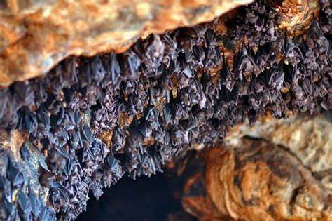 Gua Kelelawar Destinasi Wisata Alam dan Petualang di Kota Padang