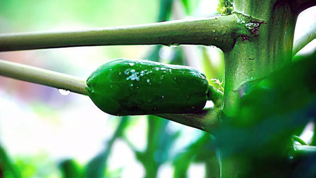 Hebat! Getah Pepaya Bisa Sembuhkan Luka Bakar Hingga Sakit Gigi