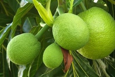 Miliki Kandungan Gizi Tinggi, Inilah Manfaat dan Khasiat Getah Sukun untuk Kesehatan