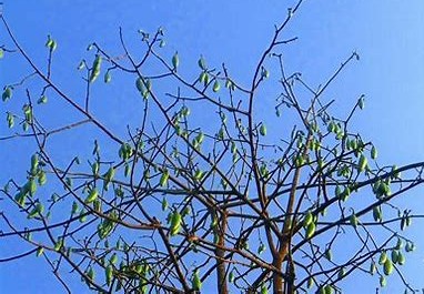 Atasi Panas Dalam Dengan Getah Randu