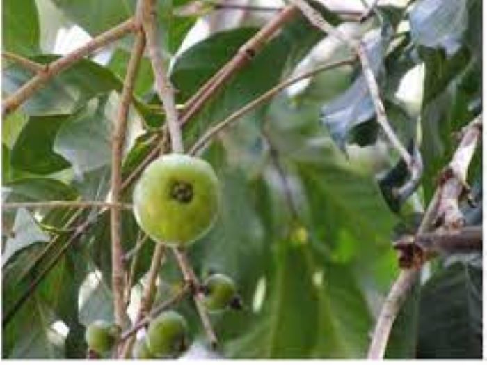 Buah Pakoba Tingkatkan Imun Dimasa Pandemi