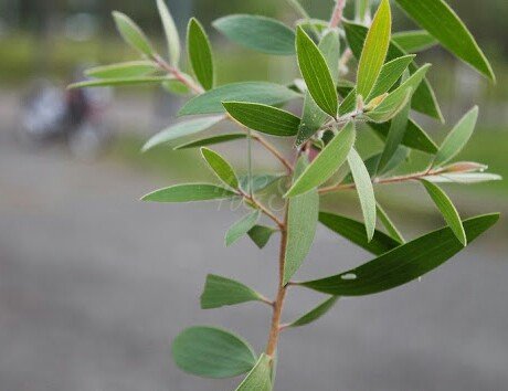 Pohon Kayu Putih yang Kaya Manfaat