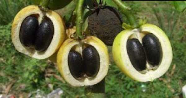 Biji Jarak Dijadikan Sebagai Sumber Energi Terbarukan 