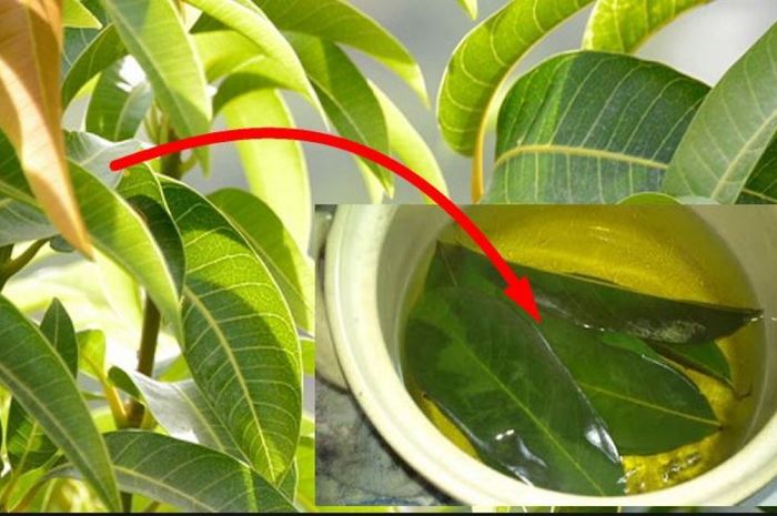 3 Manfaat Daun Mangga yang Perlu Diketahui