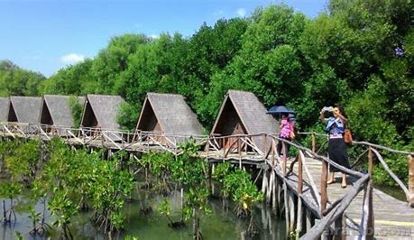 Wajib Dikunjungi, Indahnya Taman Wisata Alam Mangrove Angke Kapuk Jakarta