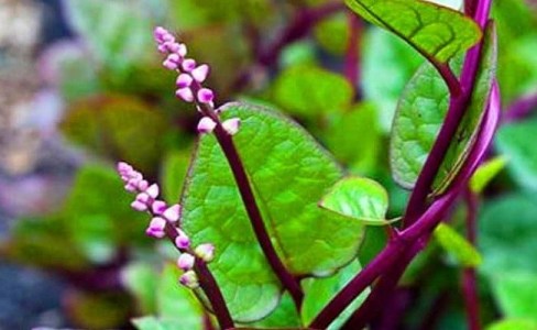 6 Khasiat Daun Binahong yang Tak Banyak Diketahui untuk Kesehatan