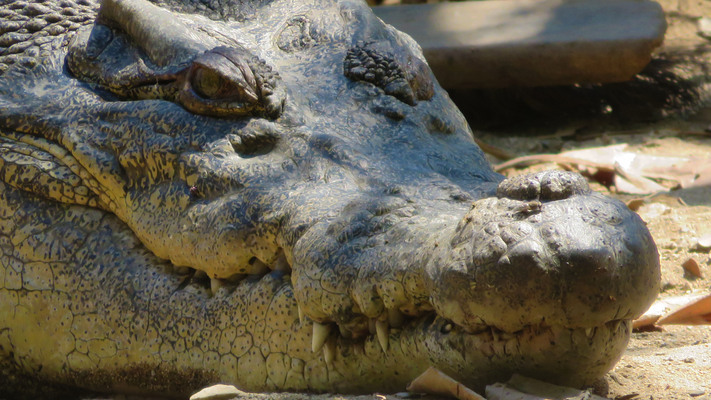 Danau Ira Lalaro, Rumahnya Para Buaya