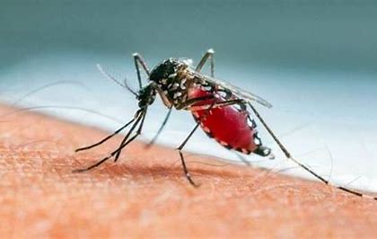 Musim Hujan Datang, Waspadai 5 Penyakit Ini