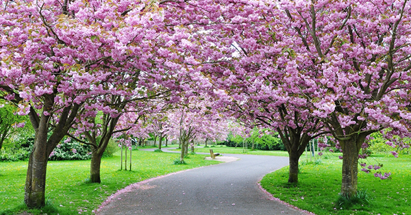 Mengenal Pohon Sakura yang Tidak Hanya Tumbuh di Jepang