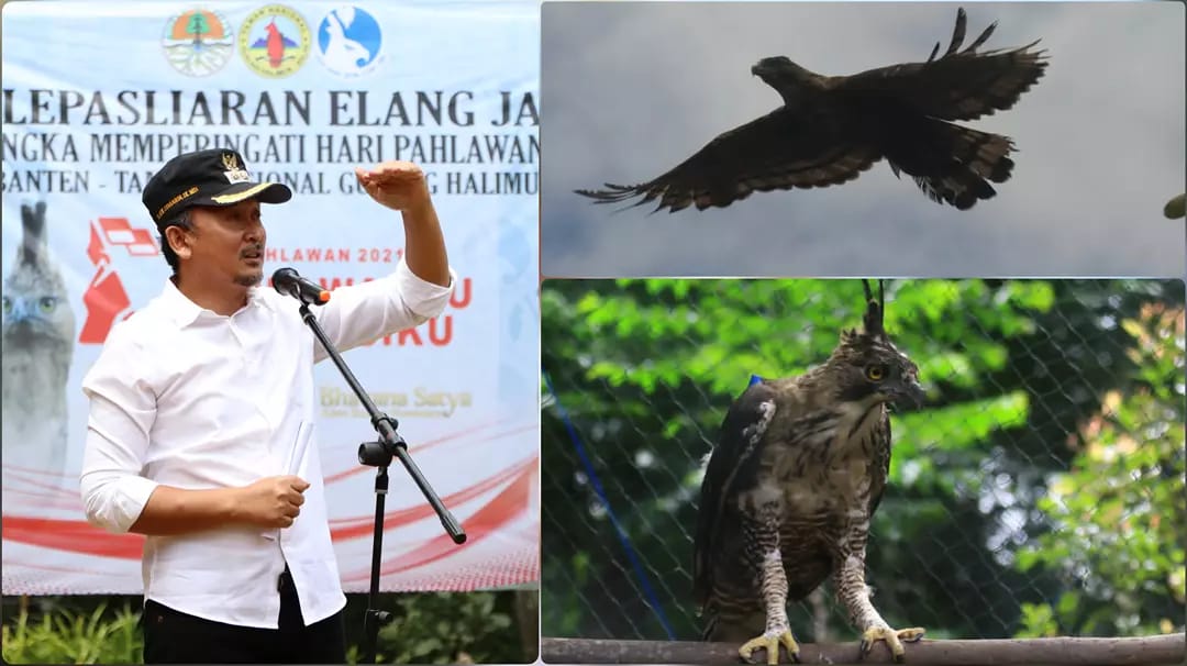 Pelepasan Elang Jawa, Wabup Lebak Beri Nama Nadira