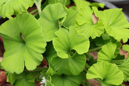 Ginkgo Biloba Tumbuhan yang Hidup Hingga 3000 Tahun dan Sangat Berkhasiat