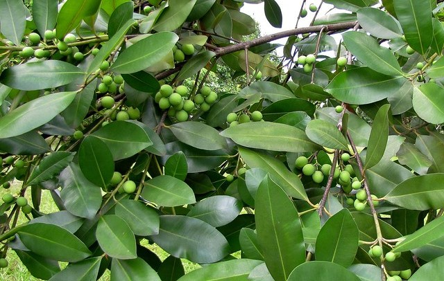 Mengenal Manfaat Daun Pacar Cina Untuk Kesehatan, Salah Satunya Mengatasi eksim