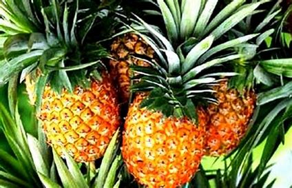 Selain Nanas, Ini 9 Makanan Penyebab Keguguran yang Harus Dihindari Ibu Hamil 