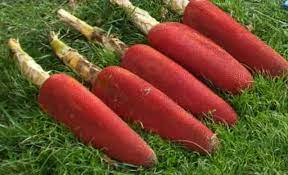 Buah Merah Papua Dipercaya Mencegah HIV/AIDS Hingga Kanker