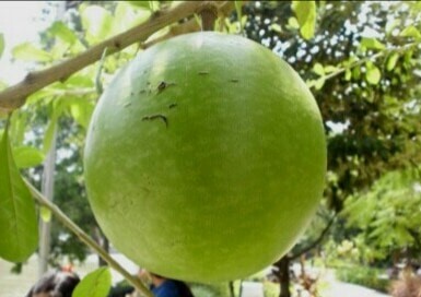 9 Manfaat Buah Berenuk Untuk Kesehatan Tubuh, Termasuk Mengatasi Hipertensi