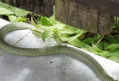 Wajib Ditanam, Inilah 5 Tanaman yang Ampuh Pengusir Ular