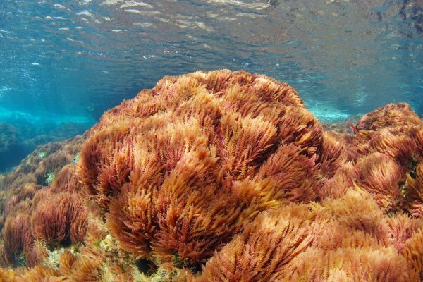 Rumput Laut sebagai Makroalga Biodiesel