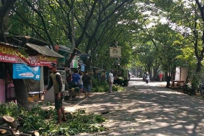 Ini Cara Klaim Asuransi Korban Pohon Tumbang di Kota Tangerang